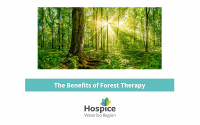 The Benefits of Forest Therapy