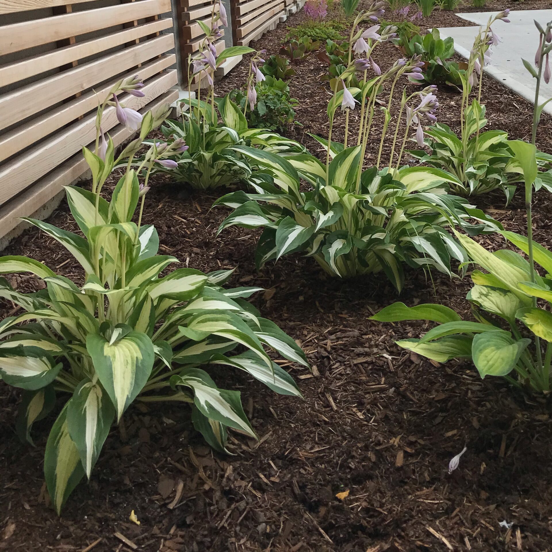 The Gardens at The Gies Family Centre