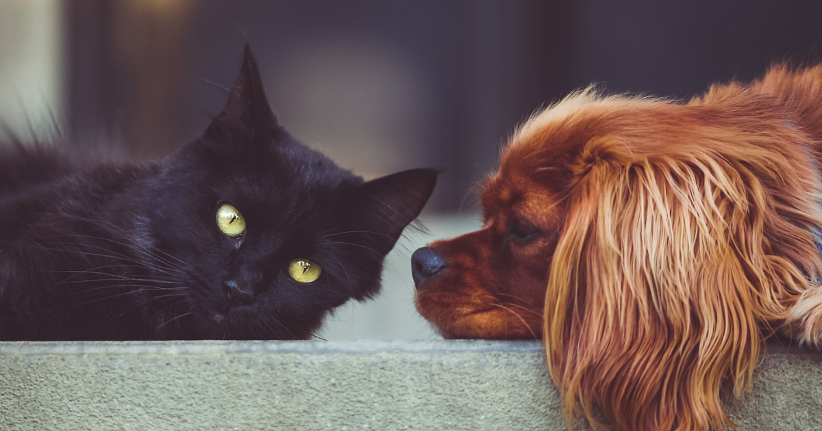 A picture of a black cat and a reddish dog
