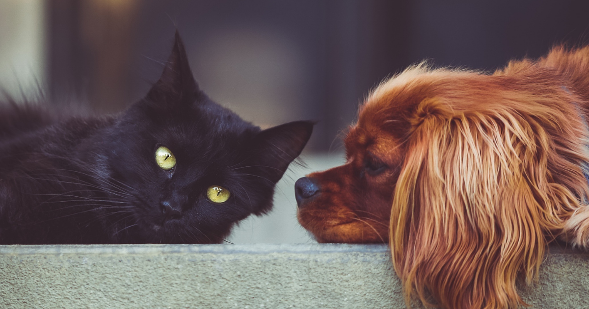 pet A picture of a black cat and a reddish dog
