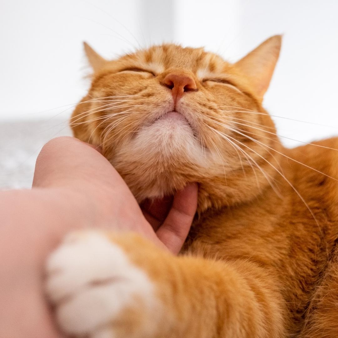 Cat Orange Tabby Cat being petted under the chin
