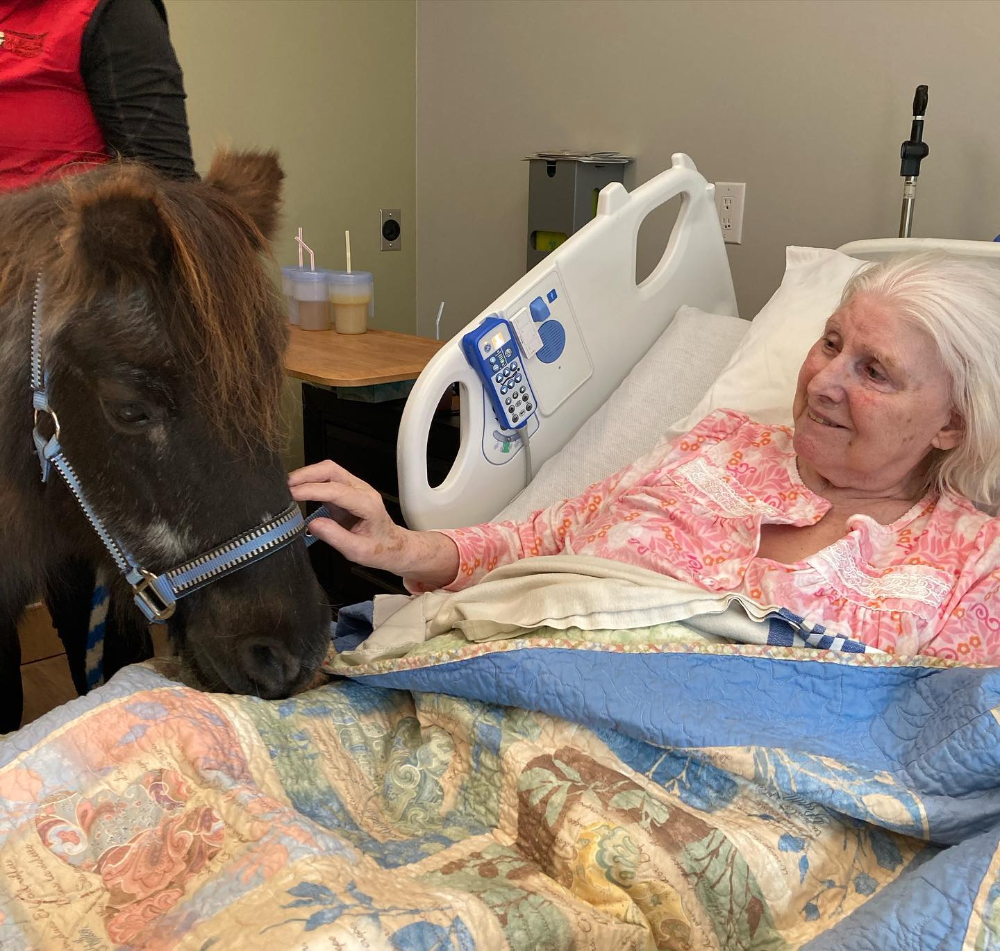 Woman in hospital bed pets pony.