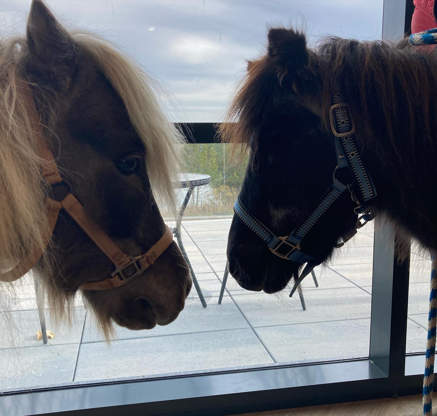 Chester and Esau, two ponies, facing each other